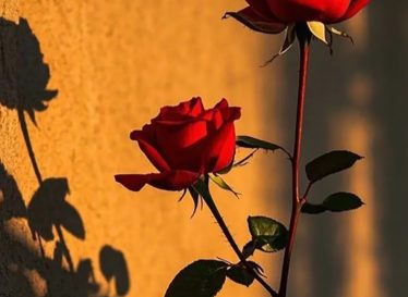 اگر عشق نبود