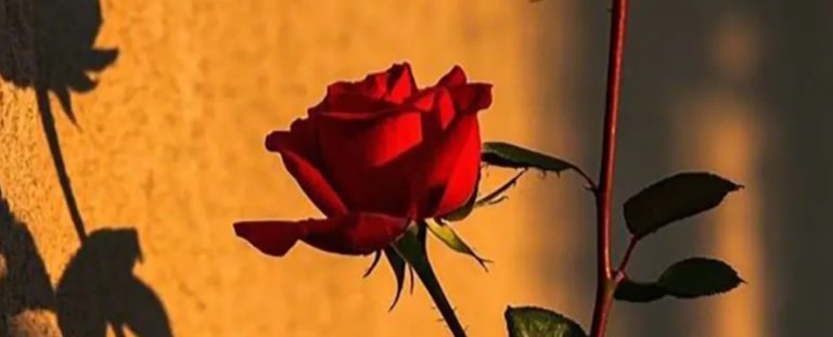 اگر عشق نبود