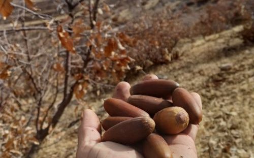 خوابِ بی‌هوشی