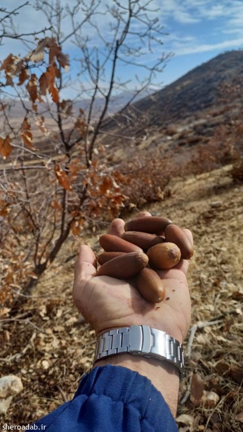 خوابِ بیهوشی